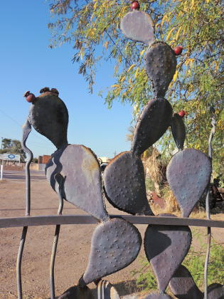 Steel prickly pear, 3645 North Stone, Tucson
