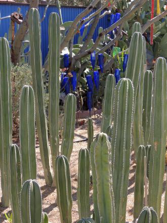 825 South Fremont - cactus and blue bottles